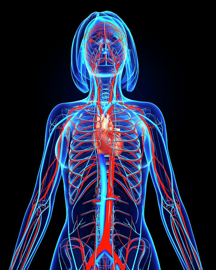 Female Cardiovascular System #27 Photograph by Pixologicstudio/science Photo Library