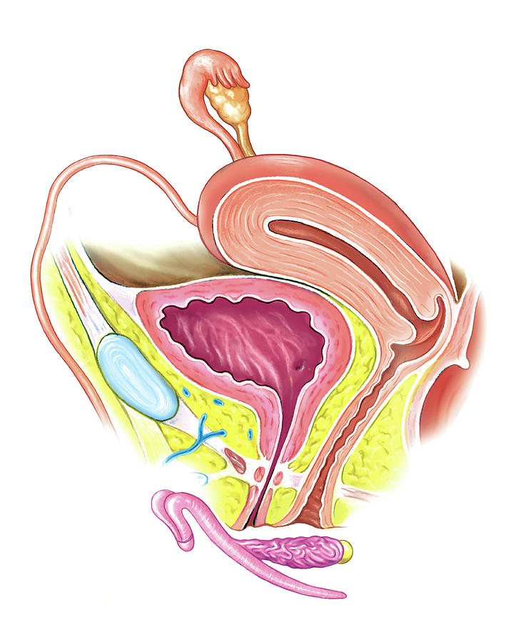 explain female genital system explain female genital system