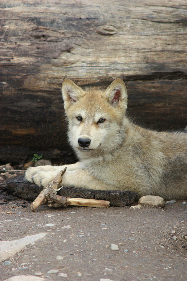 Gray Wolf Pup #27 Photograph by Amanda Stadther