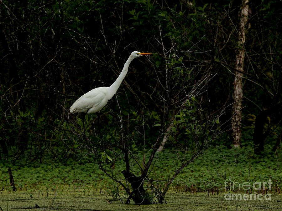 Great Egret #27 Photograph by Jack R Brock