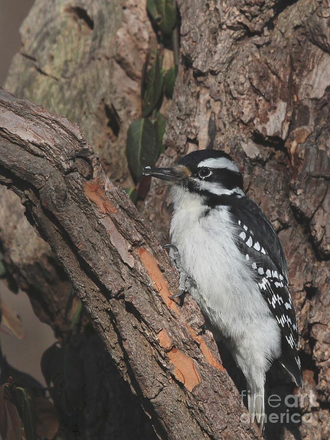 Hairy Woodpecker #27 Photograph by Jack R Brock