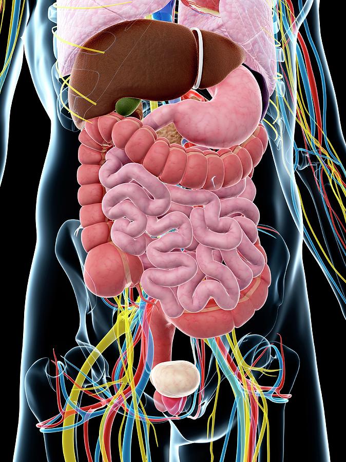 Human Digestive System Photograph by Sebastian Kaulitzki - Fine Art America