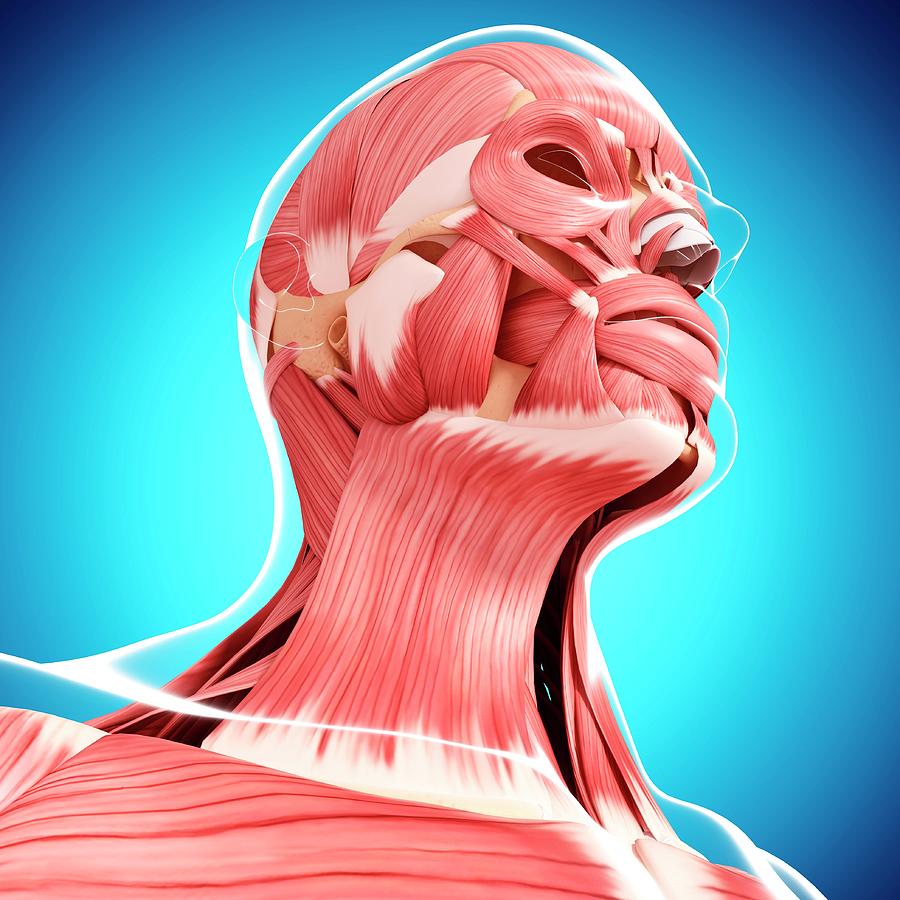 Human Head Musculature Photograph by Pixologicstudio/science Photo ...