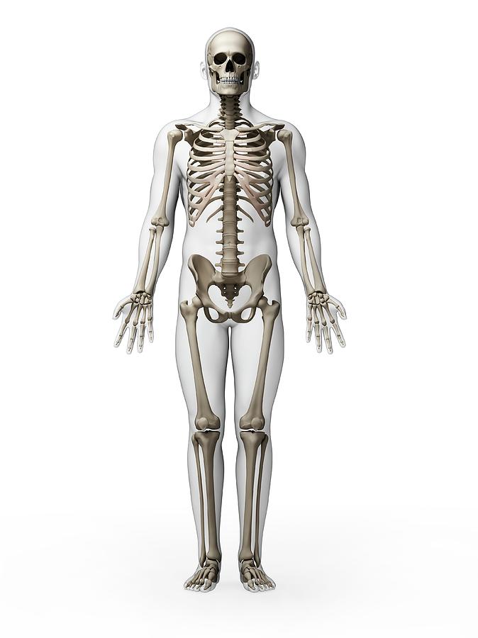 Human Skeletal System Photograph By Sebastian Kaulitzki Pixels 5005