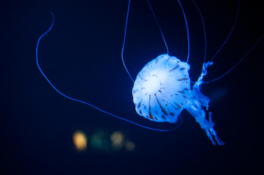 Jellyfish #27 Photograph by U Schade