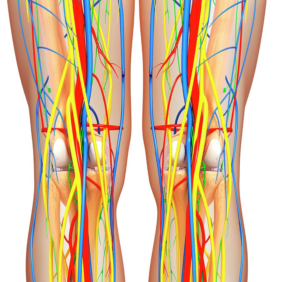 Knee Anatomy Photograph by Pixologicstudio/science Photo Library - Fine ...