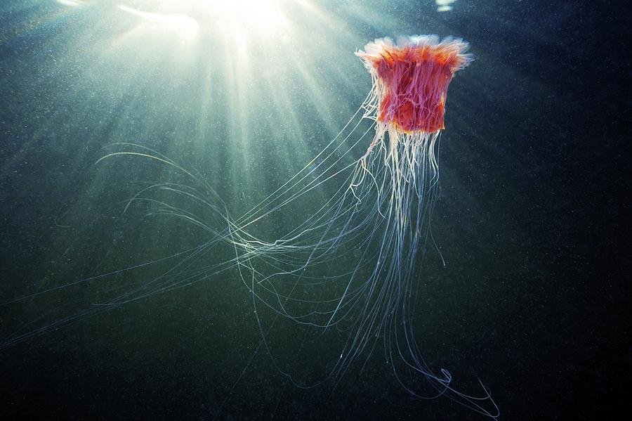 Lion's Mane Jellyfish Photograph by Alexander Semenov