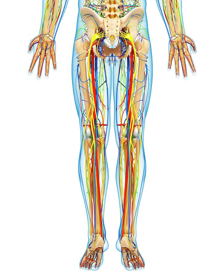 Lower Body Anatomy Photograph by Pixologicstudio/science ...