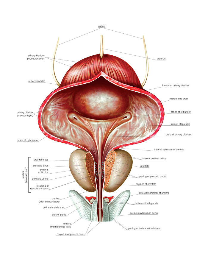 Urinary Bladder Photograph - Male Genital System #27 by Asklepios Medical Atlas