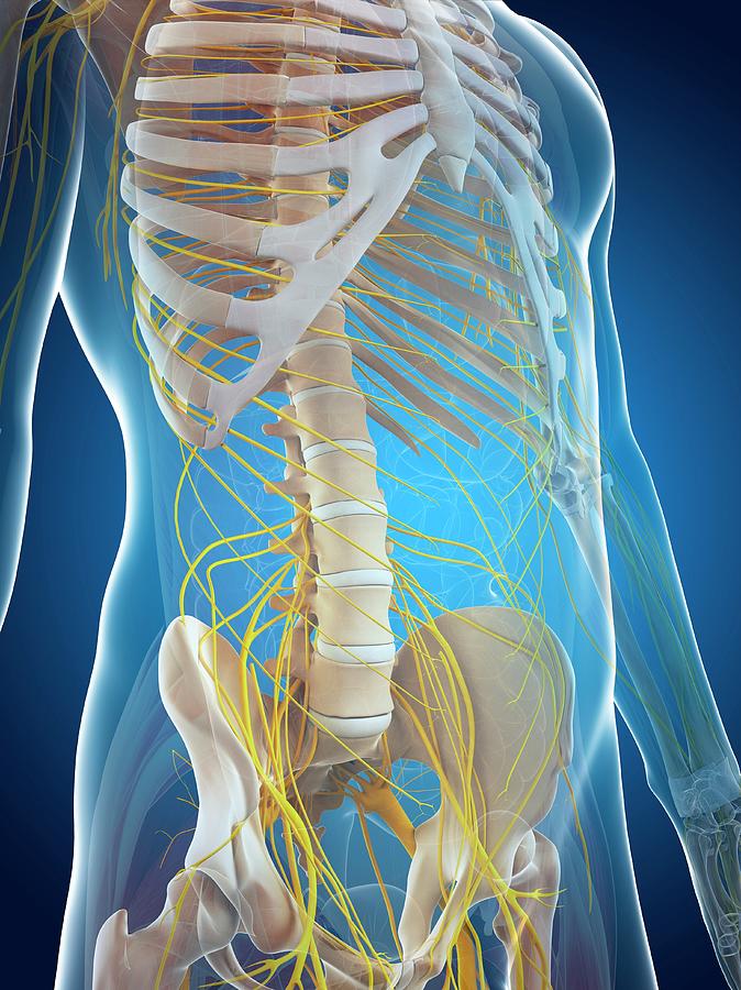 Male Nervous System #27 Photograph by Sciepro/science Photo Library ...