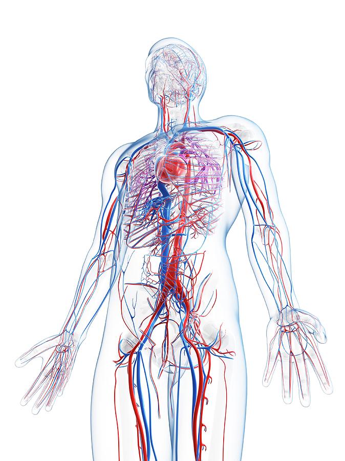 Male Vascular System Photograph by Sciepro/science Photo Library - Fine ...