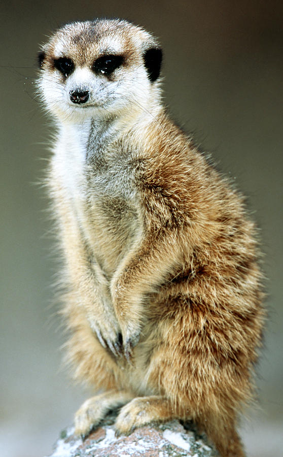 Meerkat #27 Photograph by Millard H. Sharp