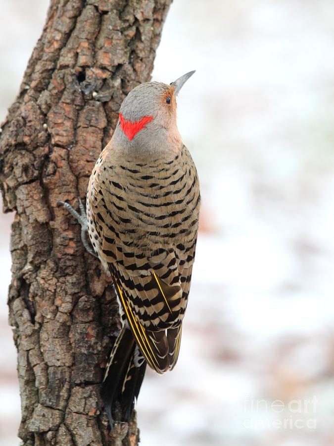 Northern Flicker #27 Photograph by Jack R Brock