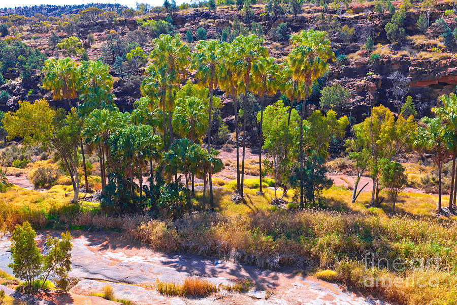 Palm Valley Central Australia  #28 Photograph by Bill  Robinson
