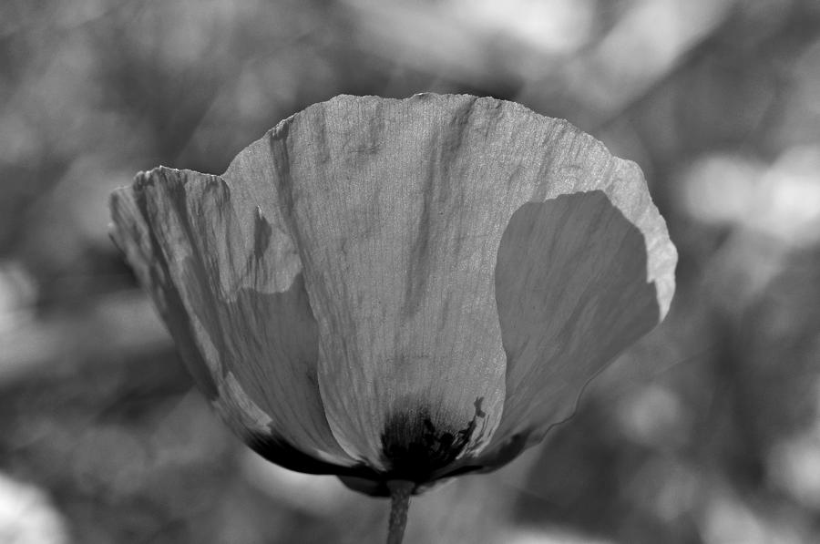 Poppy flower #1 Photograph by George Atsametakis
