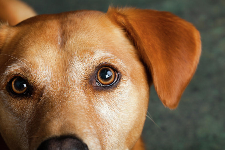 Horizontal Photograph - Portrait Of Red Bone Coon Mix Dog by Animal Images Horizontal Photograph - Portrait Of Red Bone Coon Mix Dog by Animal Images
