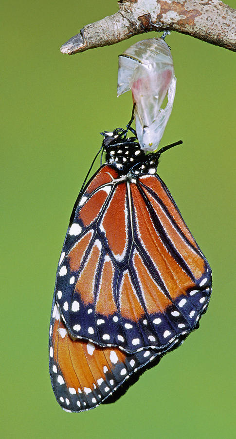 Queen Butterfly #27 Photograph by Millard H. Sharp