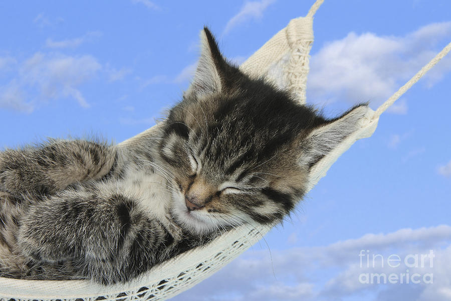Tabby Kitten Photograph by Mark Taylor - Fine Art America
