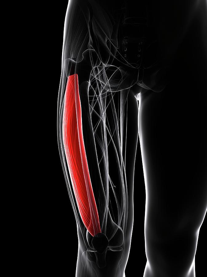 Thigh Muscle #27 Photograph by Sciepro/science Photo Library - Fine Art ...