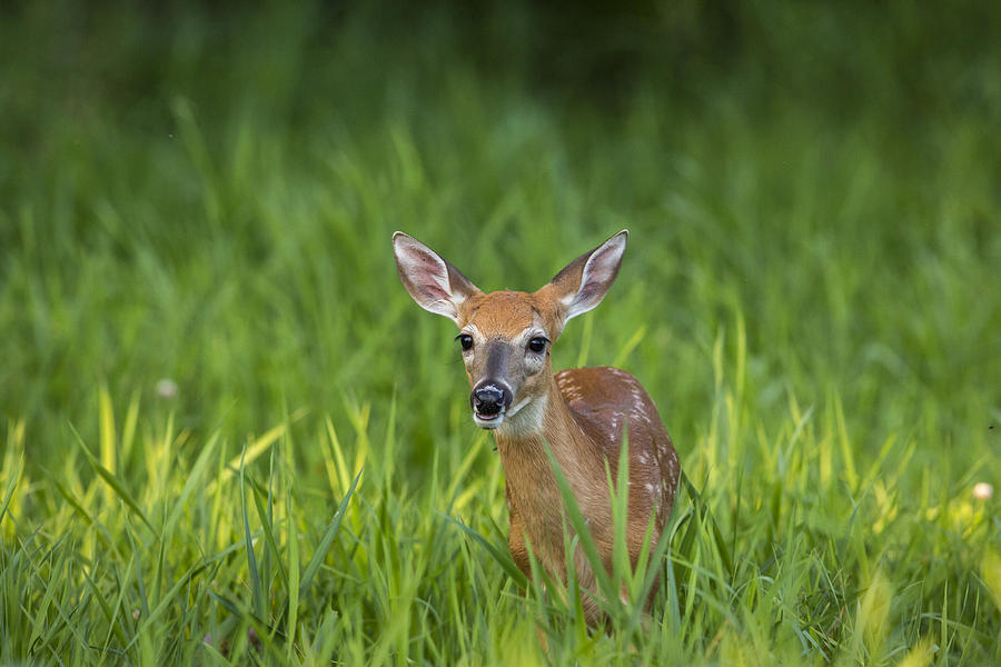 White-tailed Deer #27 Photograph by Linda Arndt