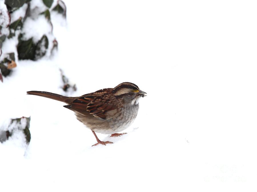 White-throated Sparrow #27 Photograph by Jack R Brock