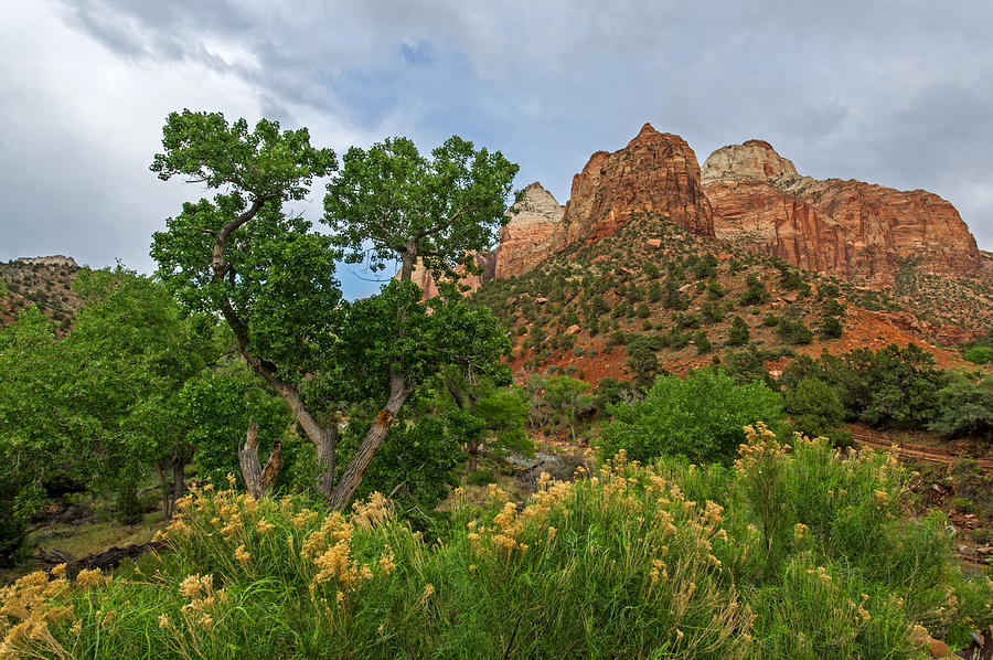 Zion National Park #27 Photograph by Willie Harper
