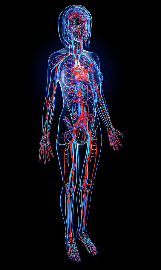 Female Cardiovascular System Photograph by Pixologicstudio/science ...