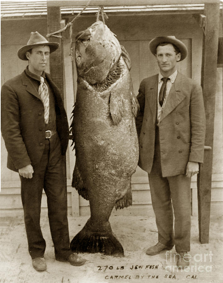 Fish Photograph - 270 Lb Jew Fish Goliath Grouper Monterey Bay California circa 1910 by Monterey County Historical Society