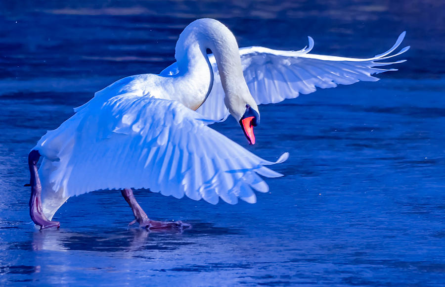 Mute Swan #272 Photograph by Brian Stevens
