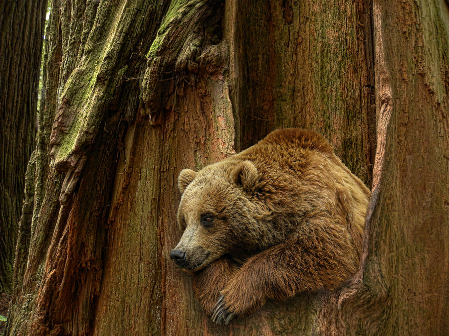 Bear Photograph - 2725 by Peter Holme III