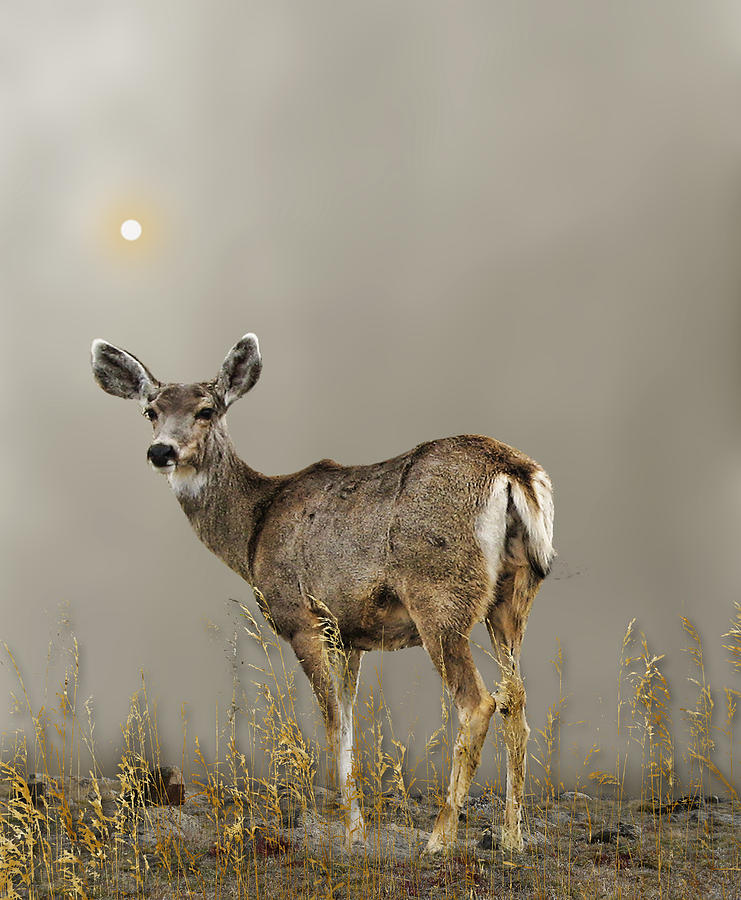 Deer Photograph - 2729 by Peter Holme III