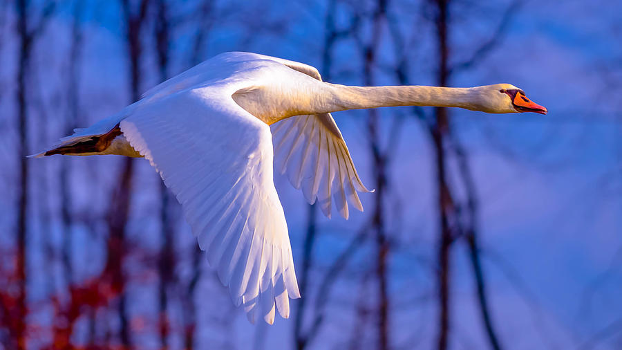 Mute Swan #275 Photograph by Brian Stevens