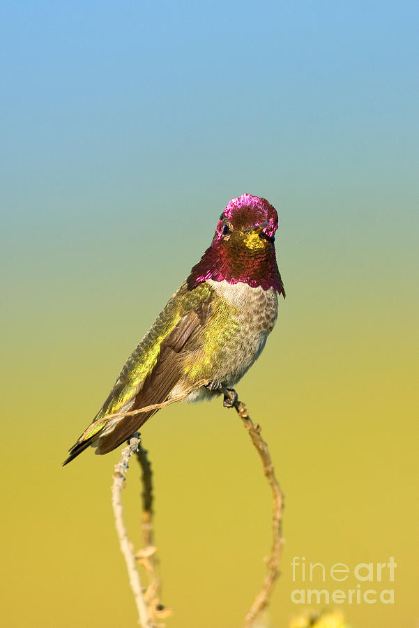 Annas Hummingbird #28 Photograph by Anthony Mercieca