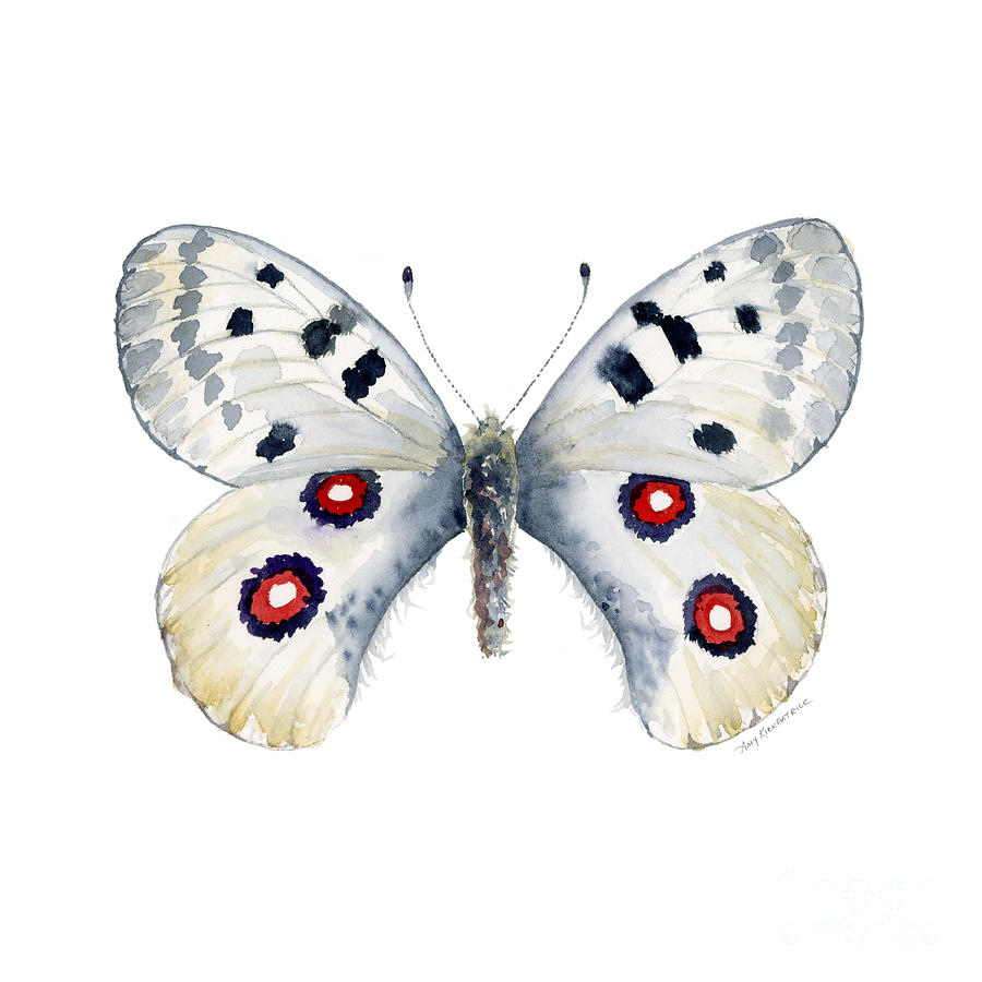 28 Apollo Butterfly Painting by Amy Kirkpatrick