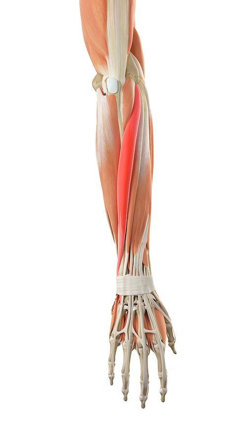 Arm Muscles Photograph by Sebastian Kaulitzki/science Photo Library ...