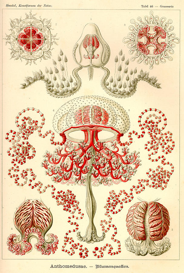 Art Forms In Nature Sea Life Painting By Ernst Haeckel