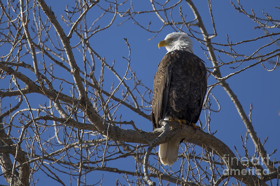 Bald Eagle in Le Claire Iowa #28 Photograph by Twenty Two North ...