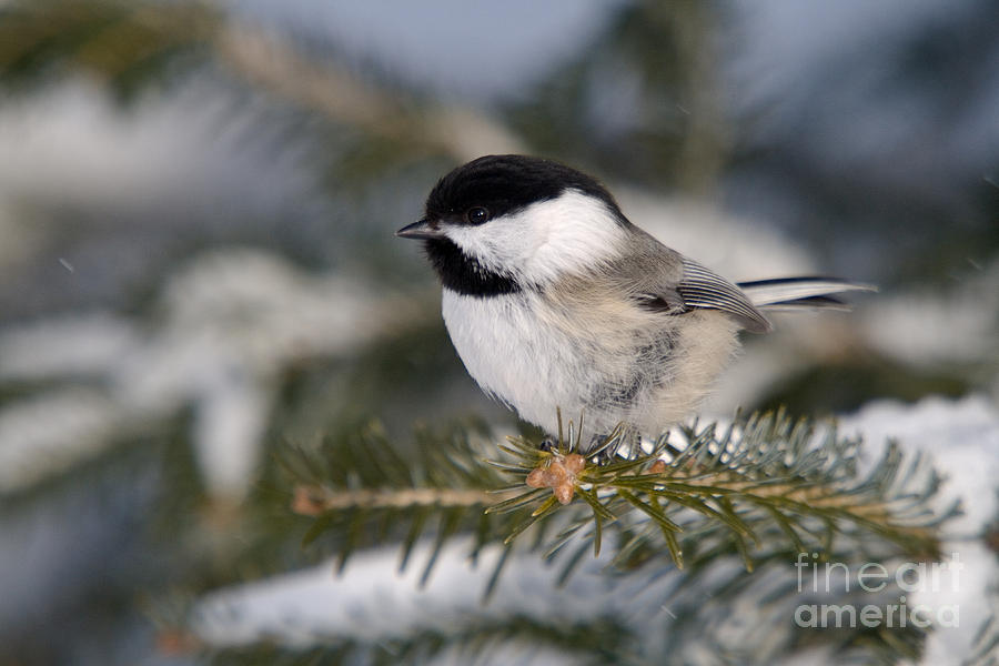 Black-capped Chickadee #28 Photograph by Linda Freshwaters Arndt
