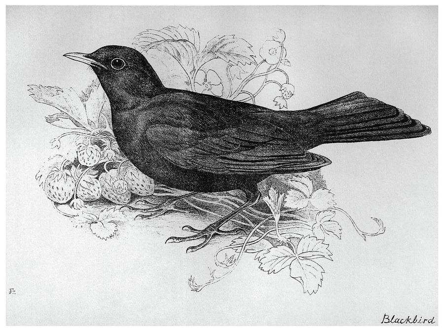 Blackbird Drawing - Blackburn Birds, 1895 #28 by Granger