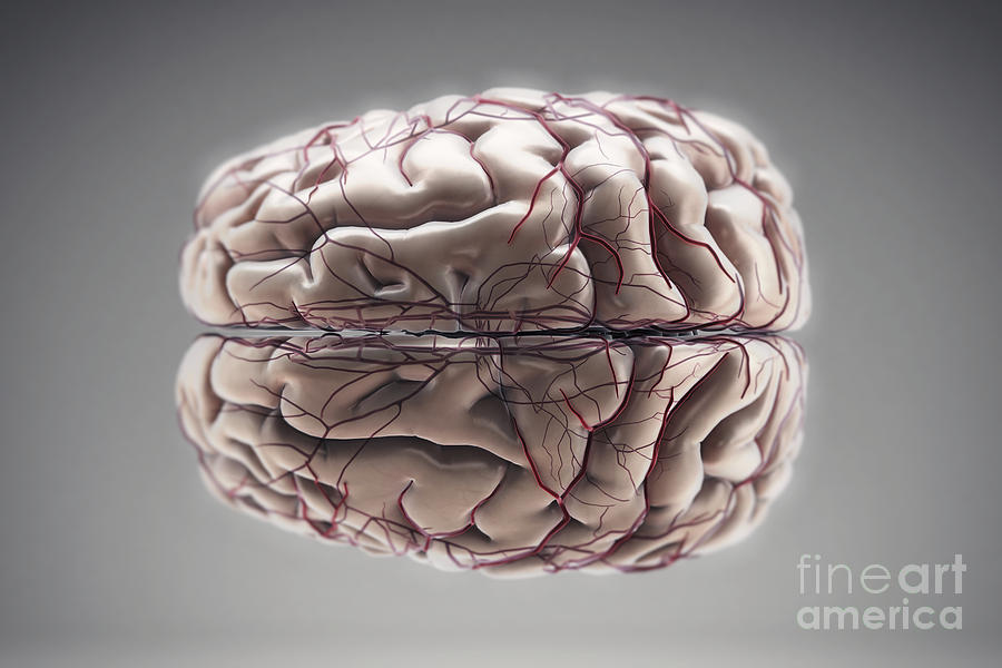 Brain With Blood Supply #28 Photograph by Science Picture Co