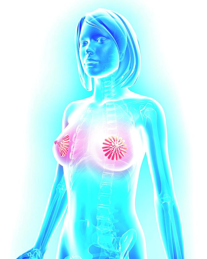 Breast anatomy, artwork - Stock Image - C008/4452 - Science Photo Library