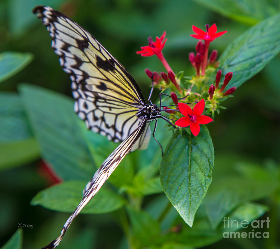 Butterfly Photograph - Butterfly #28 by Rene Triay FineArt Photos