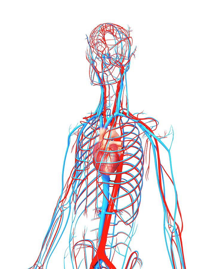 Cardiovascular System Photograph by Pixologicstudio/science Photo ...