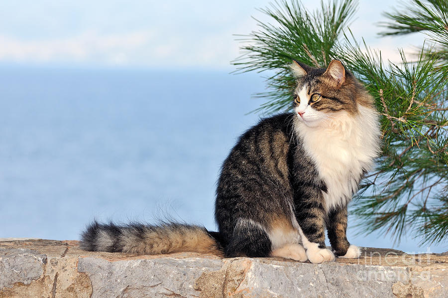 Cat in Hydra island #27 Photograph by George Atsametakis
