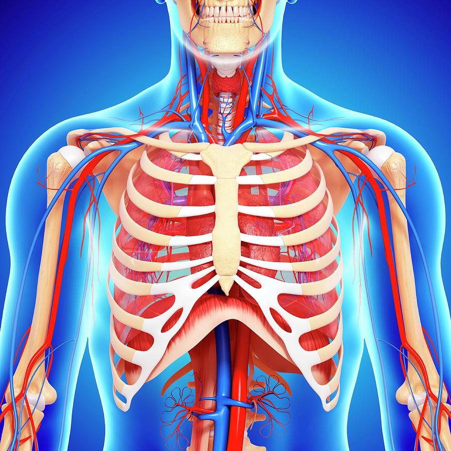 Chest Anatomy Photograph by Pixologicstudio/science Photo Library ...