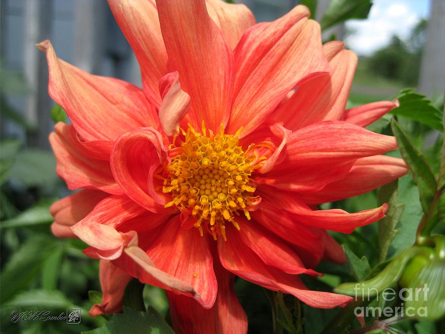 Dahlia from the Showpiece Mix #28 Photograph by J McCombie - Fine Art ...