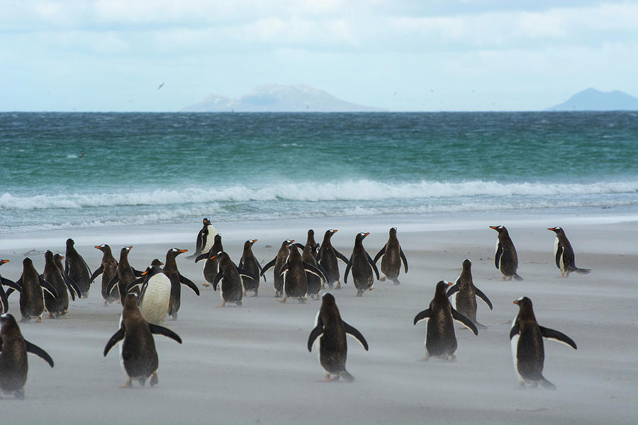 Penguin Photograph - Falkland Islands #28 by Inger Hogstrom
