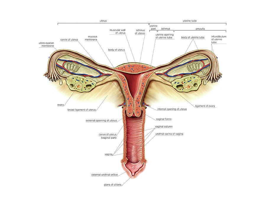 Female Genital System Photograph By Asklepios Medical Atlas 4267