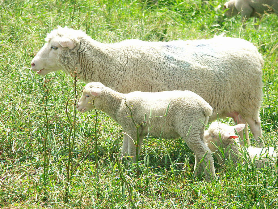 Finnish Dorset Sheep Photograph by Bonnie Sue Rauch - Fine Art America