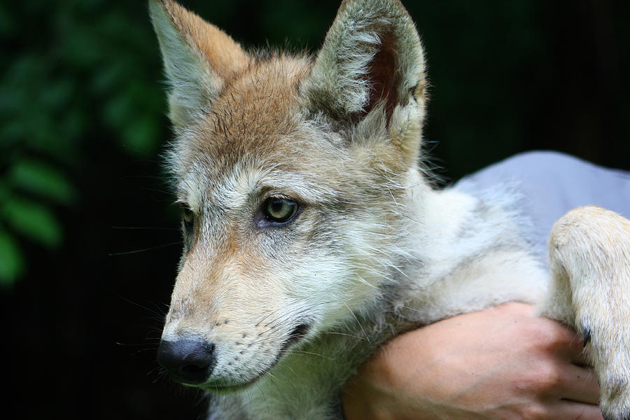 Gray Wolf Pup #28 Photograph by Amanda Stadther